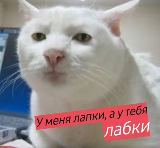 😸 Стикер «шевацитатникпак» для Telegram