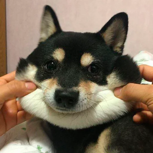Стикерпак Shibes для Telegram