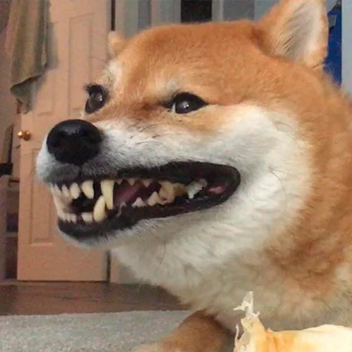 😐 Стикер «Shibes» для Telegram