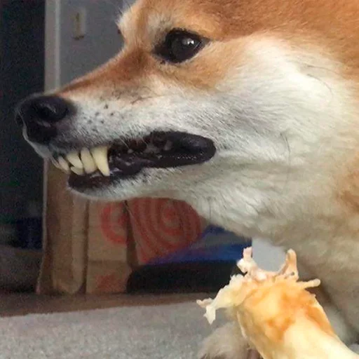 😡 Стикер «Shibes» для Telegram