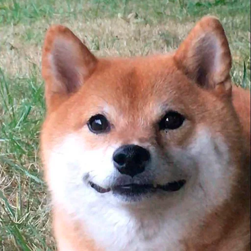 🙂 Стикер «Shibes» для Telegram