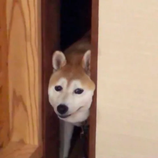 🤥 Стикер «Shibes» для Telegram