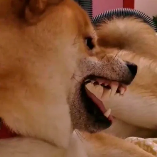 🤬 Стикер «Shibes» для Telegram