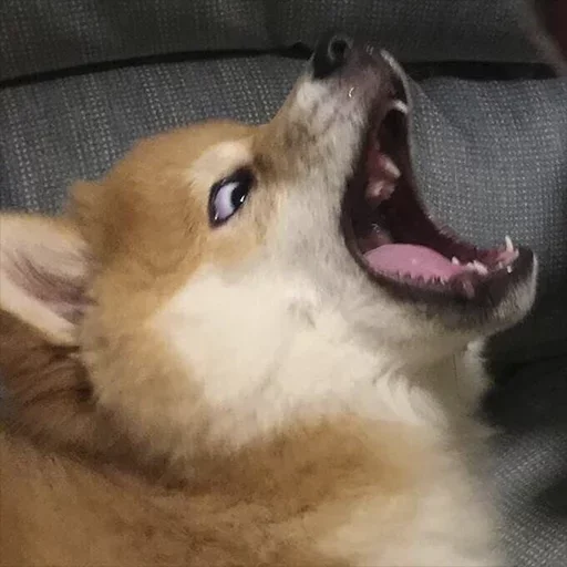 🐺 Стикер «Shibes» для Telegram