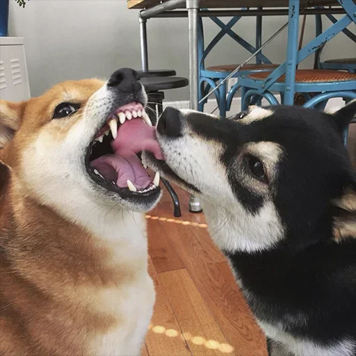 ❤️ Стикер «Shibes» для Telegram