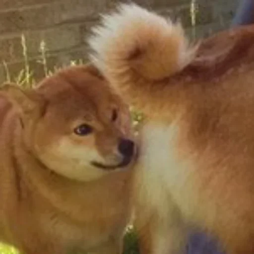 🧐 Стикер «Shibes» для Telegram