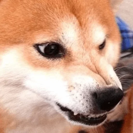 😠 Стикер «Shibes» для Telegram