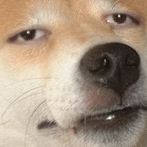😕 Стикер «Shibes» для Telegram