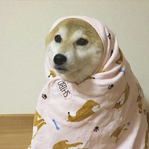 🥶 Стикер «Shibes» для Telegram
