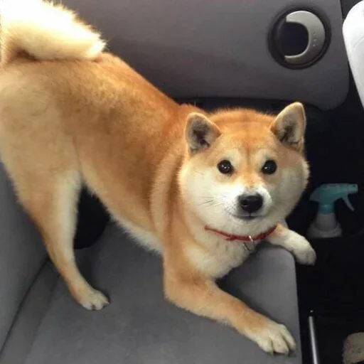 🚀 Стикер «Shibes» для Telegram