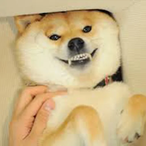 😁 Стикер «Shibes» для Telegram