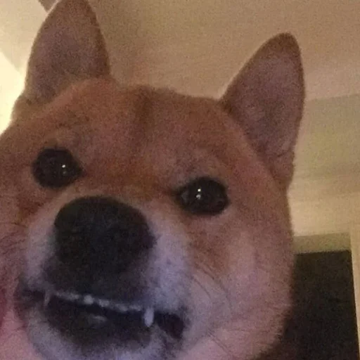 😤 Стикер «Shibes» для Telegram