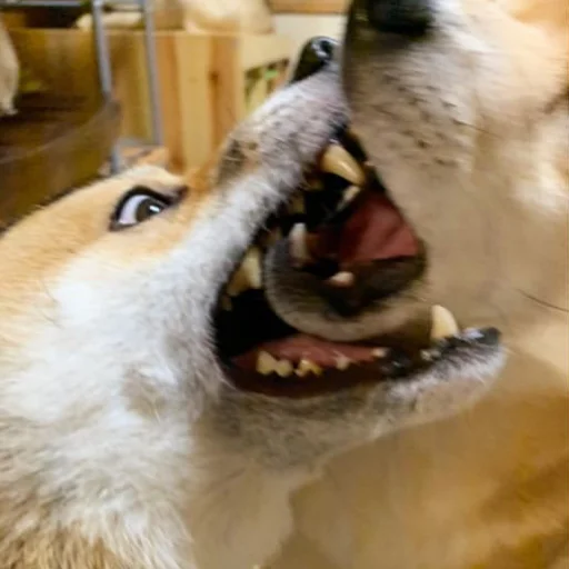 🦷 Стикер «Shibes» для Telegram