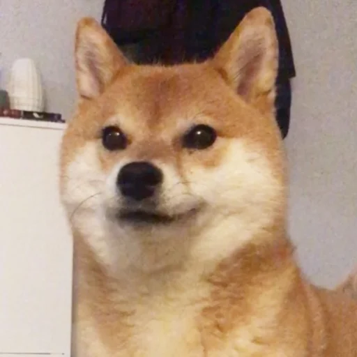 😀 Стикер «Shibes» для Telegram