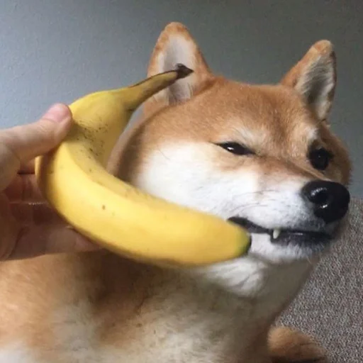 🤨 Стикер «Shibes» для Telegram