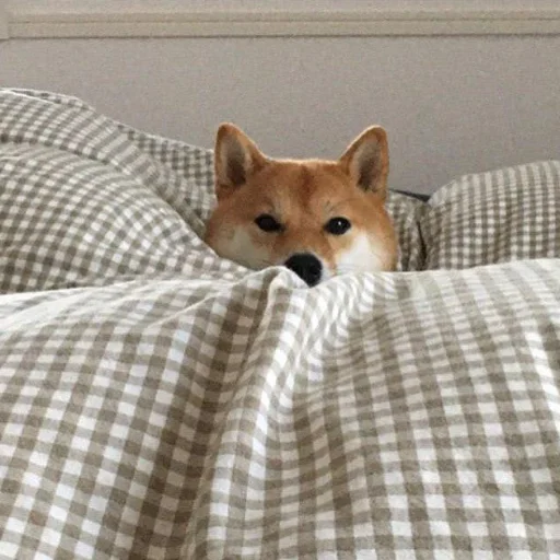 😴 Стикер «Shibes» для Telegram