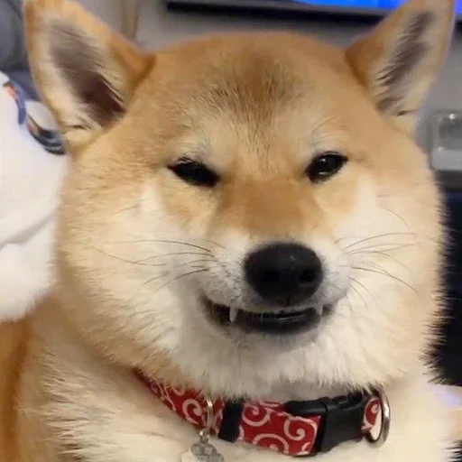 👹 Стикер «Shibes» для Telegram