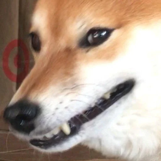 😈 Стикер «Shibes» для Telegram