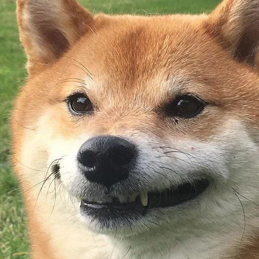 😀 Стикер «Shibes» для Telegram
