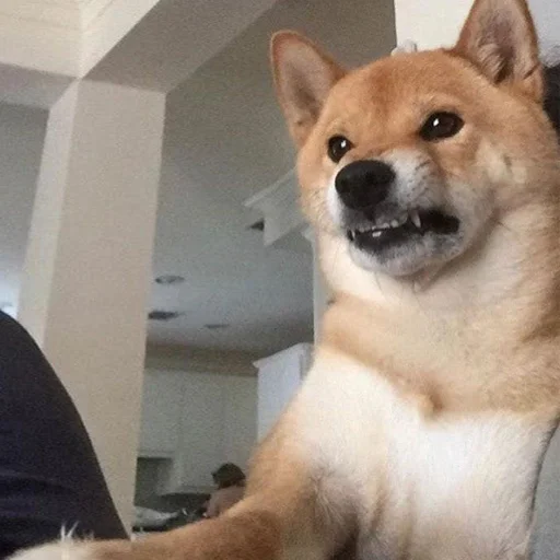 😡 Стикер «Shibes» для Telegram