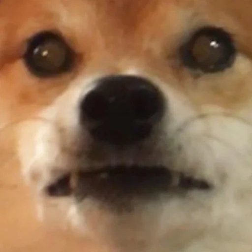 👀 Стикер «Shibes» для Telegram