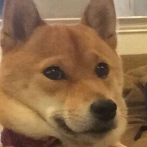 😐 Стикер «Shibes» для Telegram