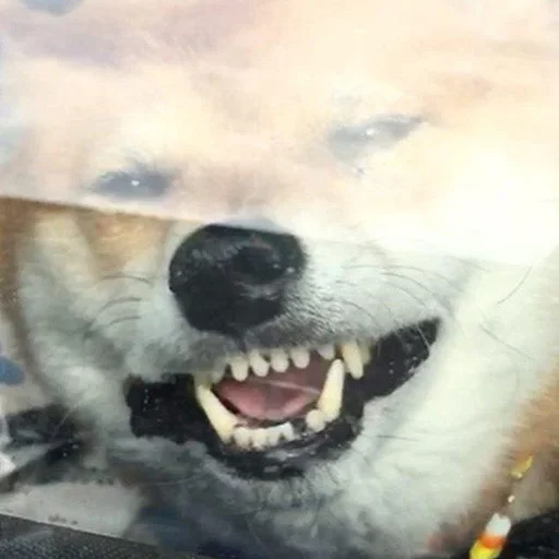 🥴 Стикер «Shibes» для Telegram