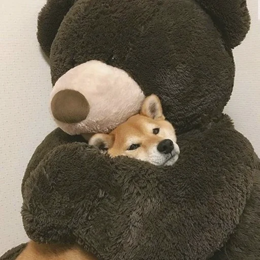 🐻 Стикер «Shibes» для Telegram