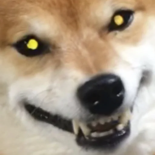 👹 Стикер «Shibes» для Telegram