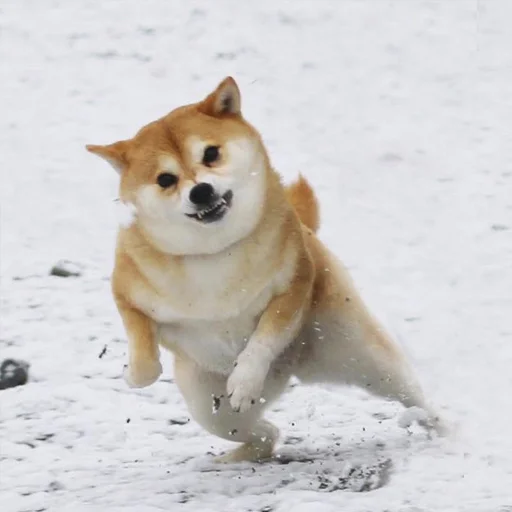 🐺 Стикер «Shibes» для Telegram