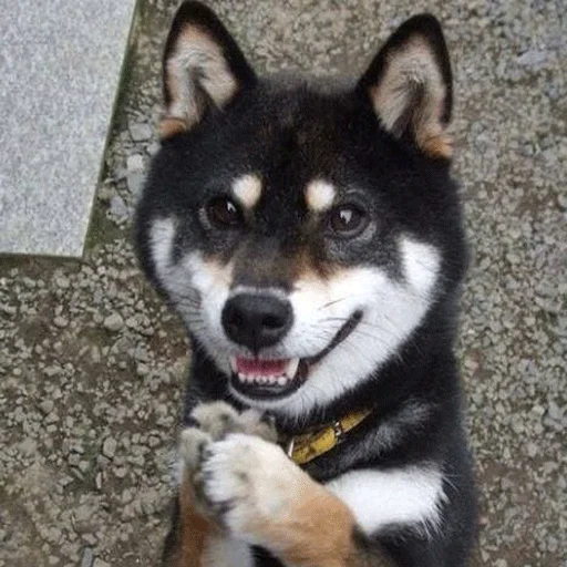 🥺 Стикер «Shibes» для Telegram