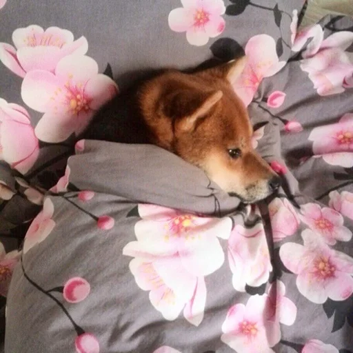 😔 Стикер «Shibes» для Telegram