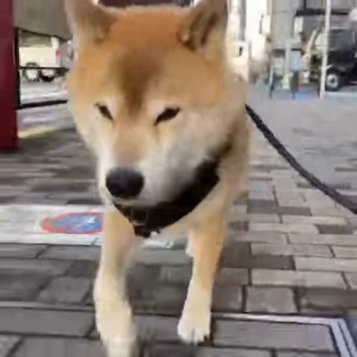 🚶‍♂ Стикер «Shiba Inu Vimdeos» для Telegram