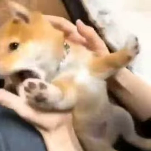 😠 Стикер «Shiba Inu Vimdeos» для Telegram