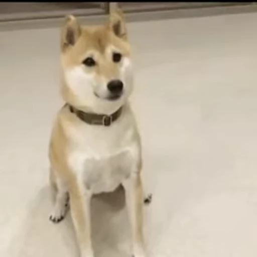 👍 Стикер «Shiba Inu Vimdeos» для Telegram