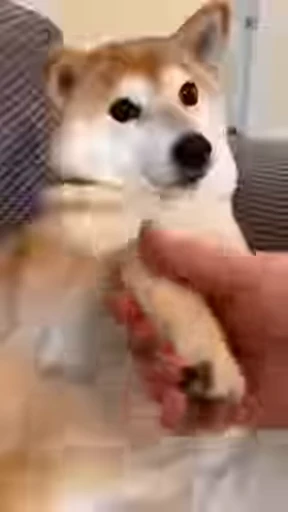 🤝 Стикер «Shiba Inu Vimdeos» для Telegram