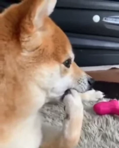 🧐 Стикер «Shiba Inu Vimdeos» для Telegram