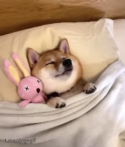 😴 Стикер «Shiba Inu Vimdeos» для Telegram