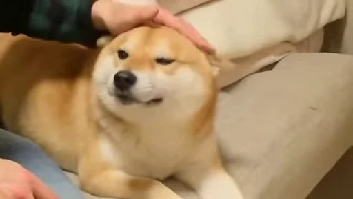 😌 Стикер «Shiba Inu Vimdeos» для Telegram