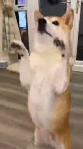 😄 Стикер «Shiba Inu Vimdeos» для Telegram