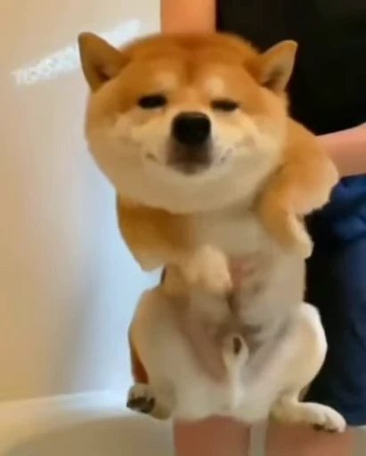 😝 Стикер «Shiba Inu Vimdeos» для Telegram