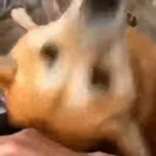 🙂 Стикер «Shiba Inu Vimdeos» для Telegram