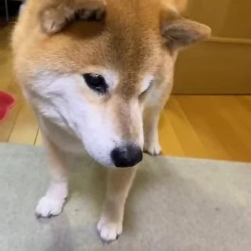 😕 Стикер «Shiba Inu Vimdeos» для Telegram
