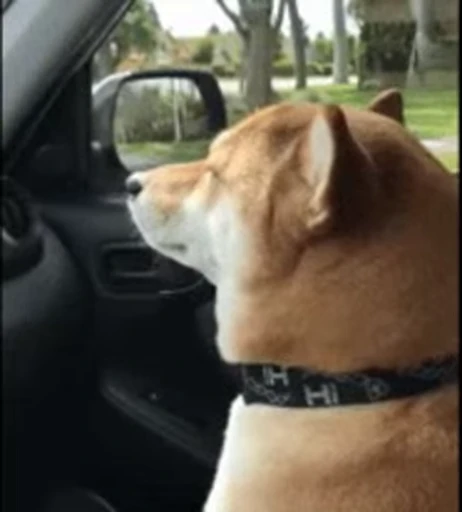 🙂 Стикер «Shiba Inu Vimdeos» для Telegram