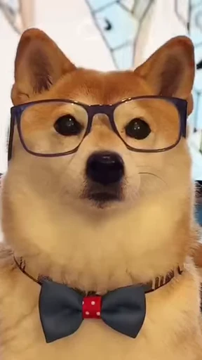 Стикерпак Shiba Inu Vimdeos для Telegram