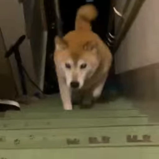 🏃‍♂ Стикер «Shiba Inu Vimdeos» для Telegram