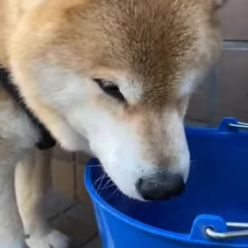 🥂 Стикер «Shiba Inu Vimdeos» для Telegram