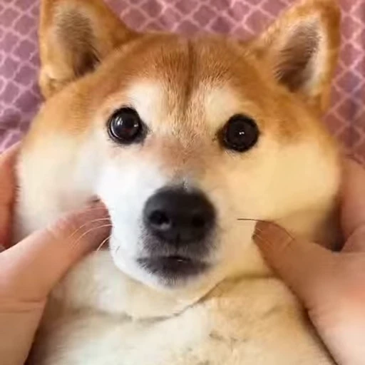 😊 Стикер «Shiba Inu Vimdeos» для Telegram