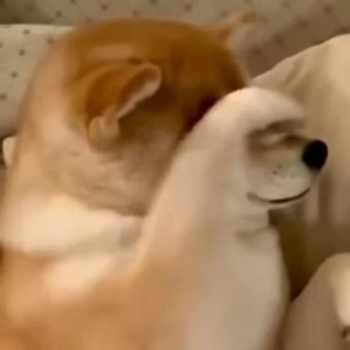 😢 Стикер «Shiba Inu Vimdeos» для Telegram