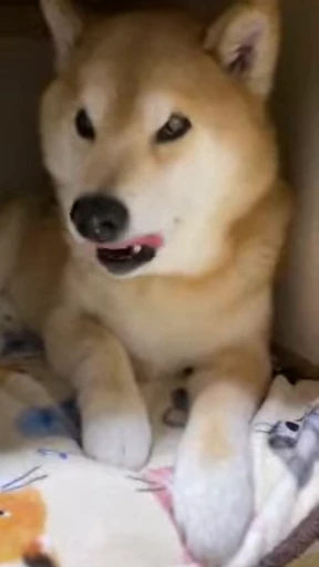 😋 Стикер «Shiba Inu Vimdeos» для Telegram